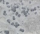 Bolaspidella And Peronopsis Trilobite Mass Mortality #26788-1